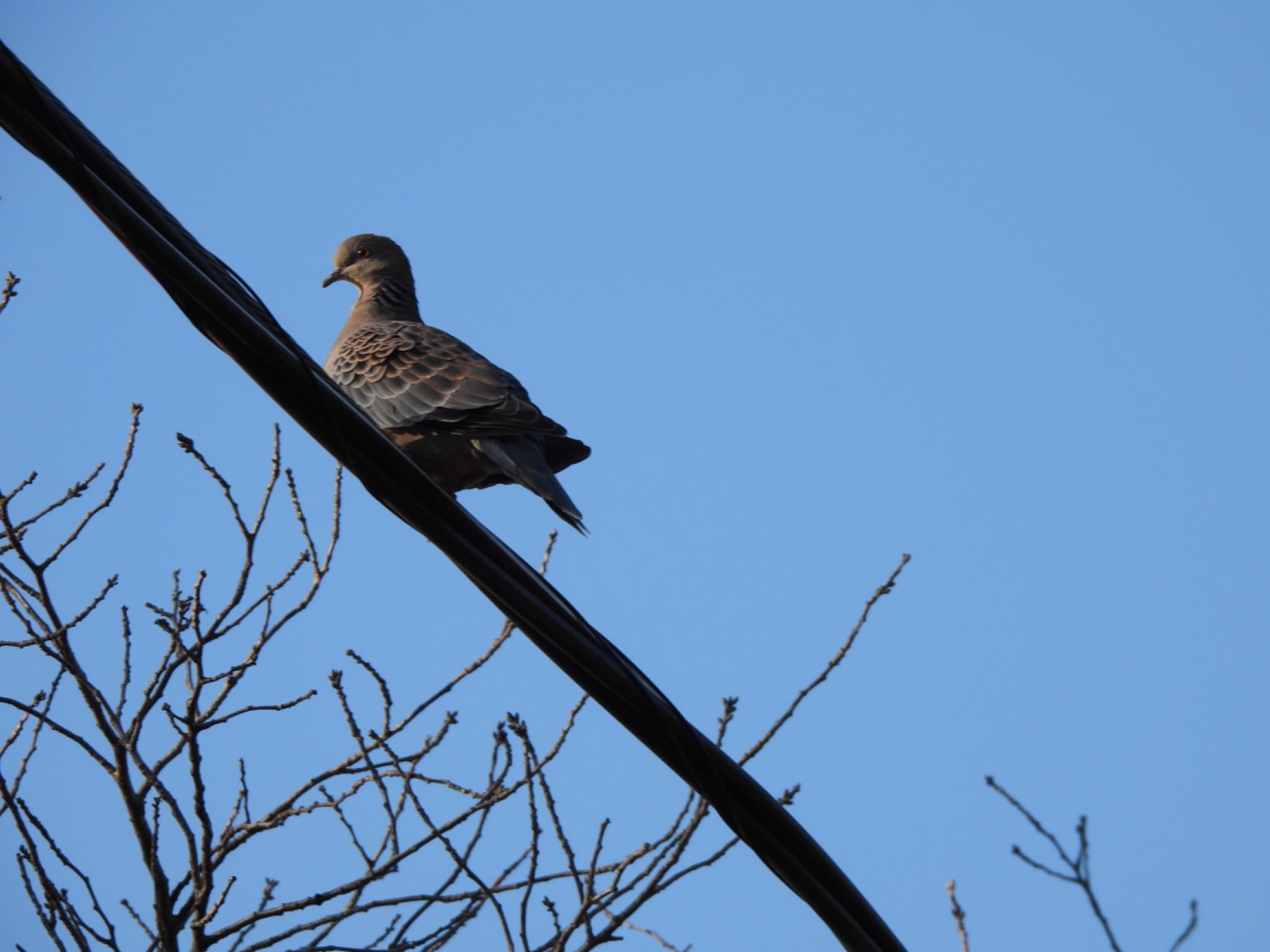 Oriental Turtle Dove