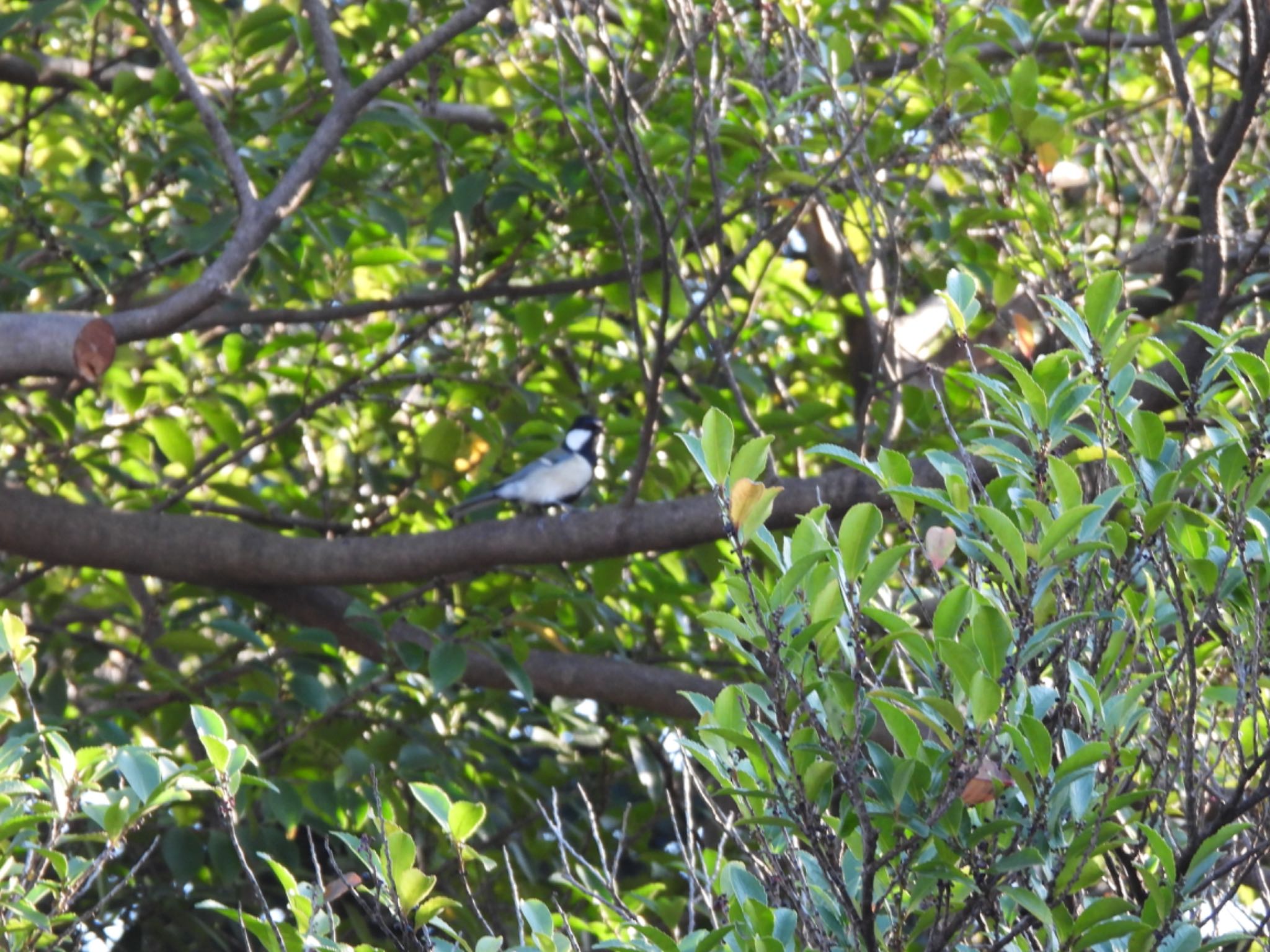 Japanese Tit