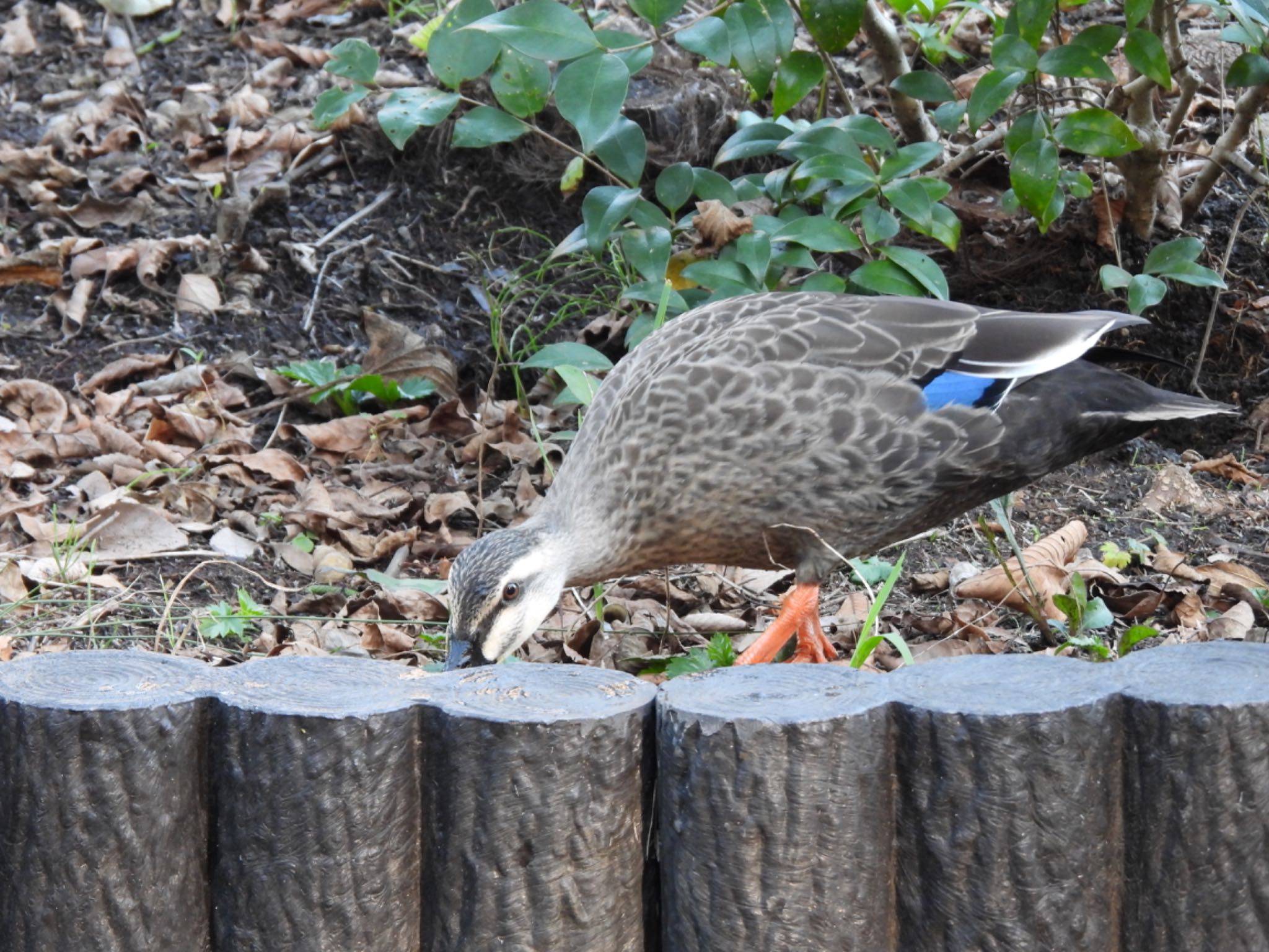 Eastern Spot-billed Duck