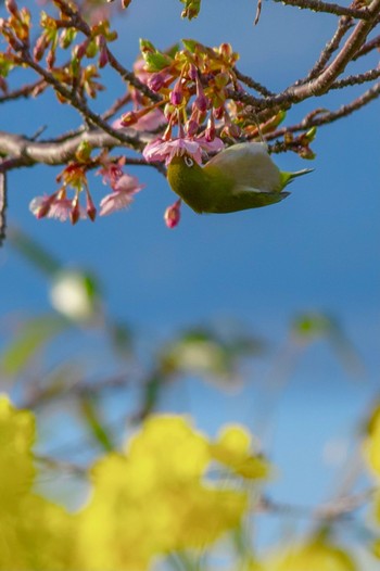 Warbling White-eye 山口県下松市笠戸島 Wed, 2/22/2023