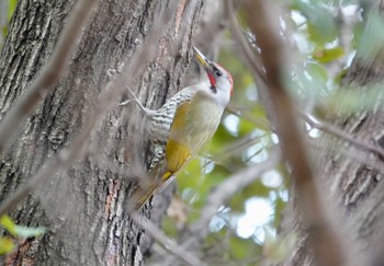 2023年2月24日(金) 三ツ池公園(横浜市鶴見区)の野鳥観察記録