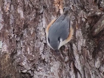 2023年2月24日(金) 奥日光(戦場ヶ原,湯滝)の野鳥観察記録