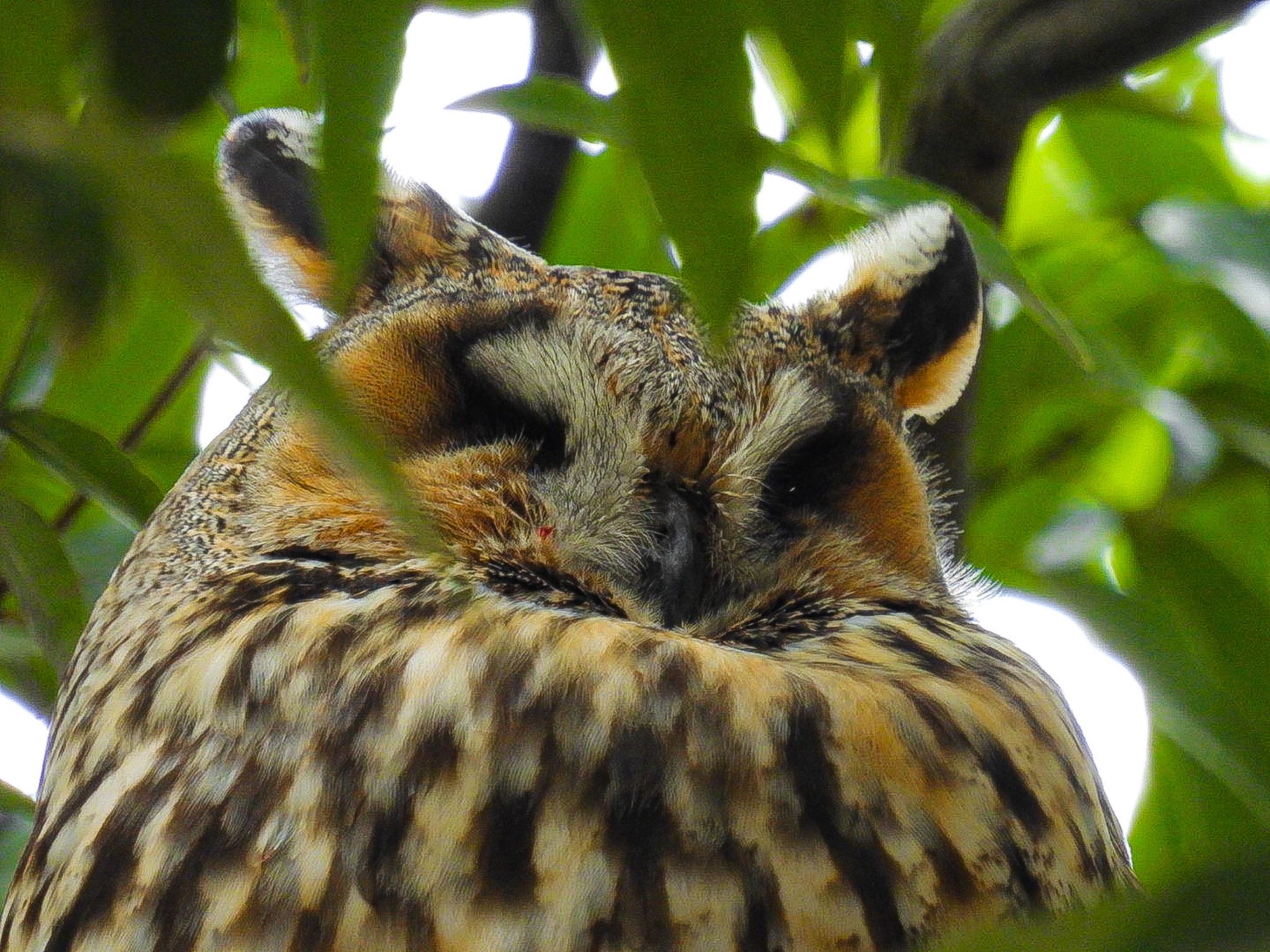 Photo of Long-eared Owl at Toyanogata by ぽちゃっこ