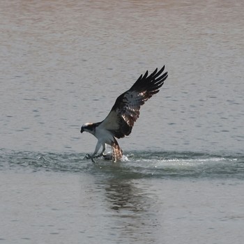 ミサゴ 東京港野鳥公園 2023年2月23日(木)