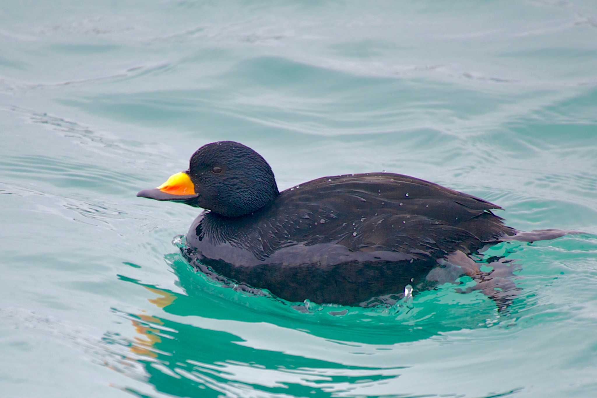 Photo of Black Scoter at  by shontak