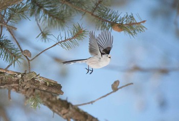 Long-tailed tit(japonicus) 北海道帯広市 Thu, 2/23/2023