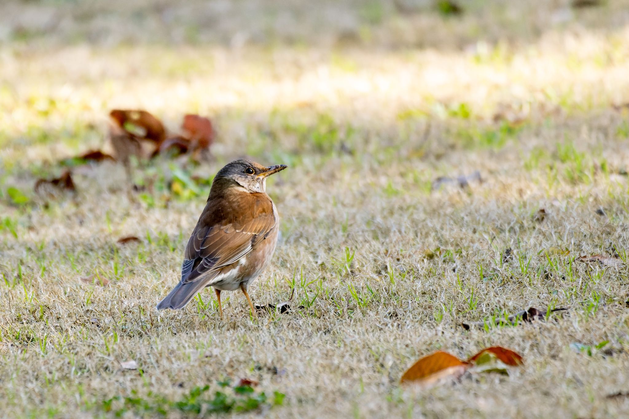 Photo of Pale Thrush at 山田緑地 by そいぎんた