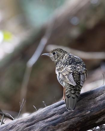 White's Thrush 箕面山 Thu, 2/23/2023