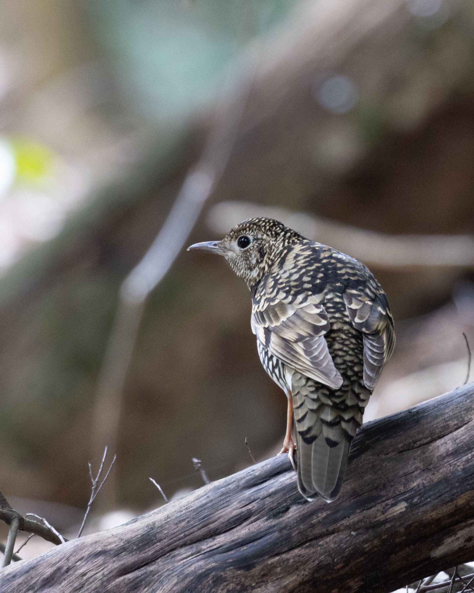 Photo of White's Thrush at 箕面山 by 28 ICHIRIKI