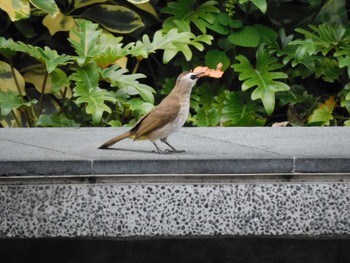 Yellow-vented Bulbul Gardens by the Bay (Singapore) Thu, 2/23/2023