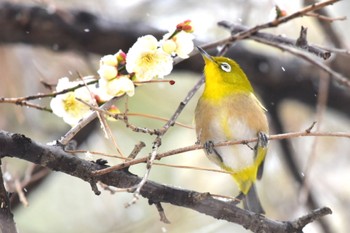 2023年2月10日(金) 久喜菖蒲公園の野鳥観察記録