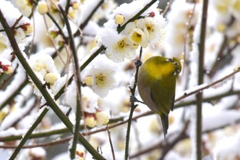 未同定 久喜菖蒲公園 2023年2月10日(金)