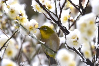 未同定 久喜菖蒲公園 2023年2月10日(金)