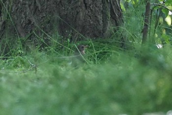 アカハラ 昆陽池 2018年4月28日(土)