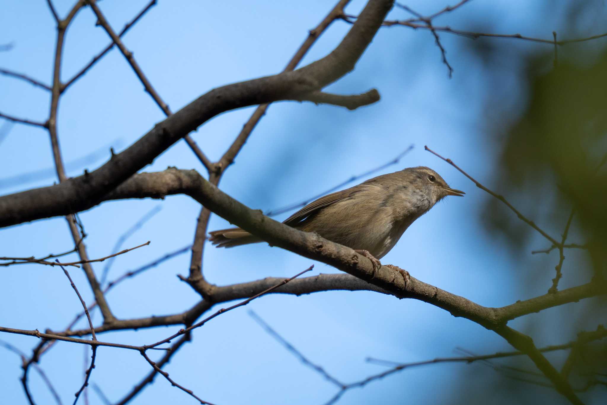 Japanese Bush Warbler