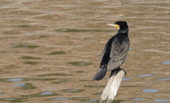 Great Cormorant 倉敷市六間川 Sat, 2/25/2023