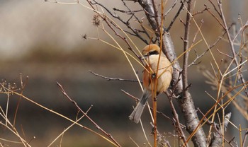 Bull-headed Shrike 倉敷市六間川 Sat, 2/25/2023