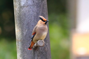 Japanese Waxwing Unknown Spots Sat, 2/25/2023