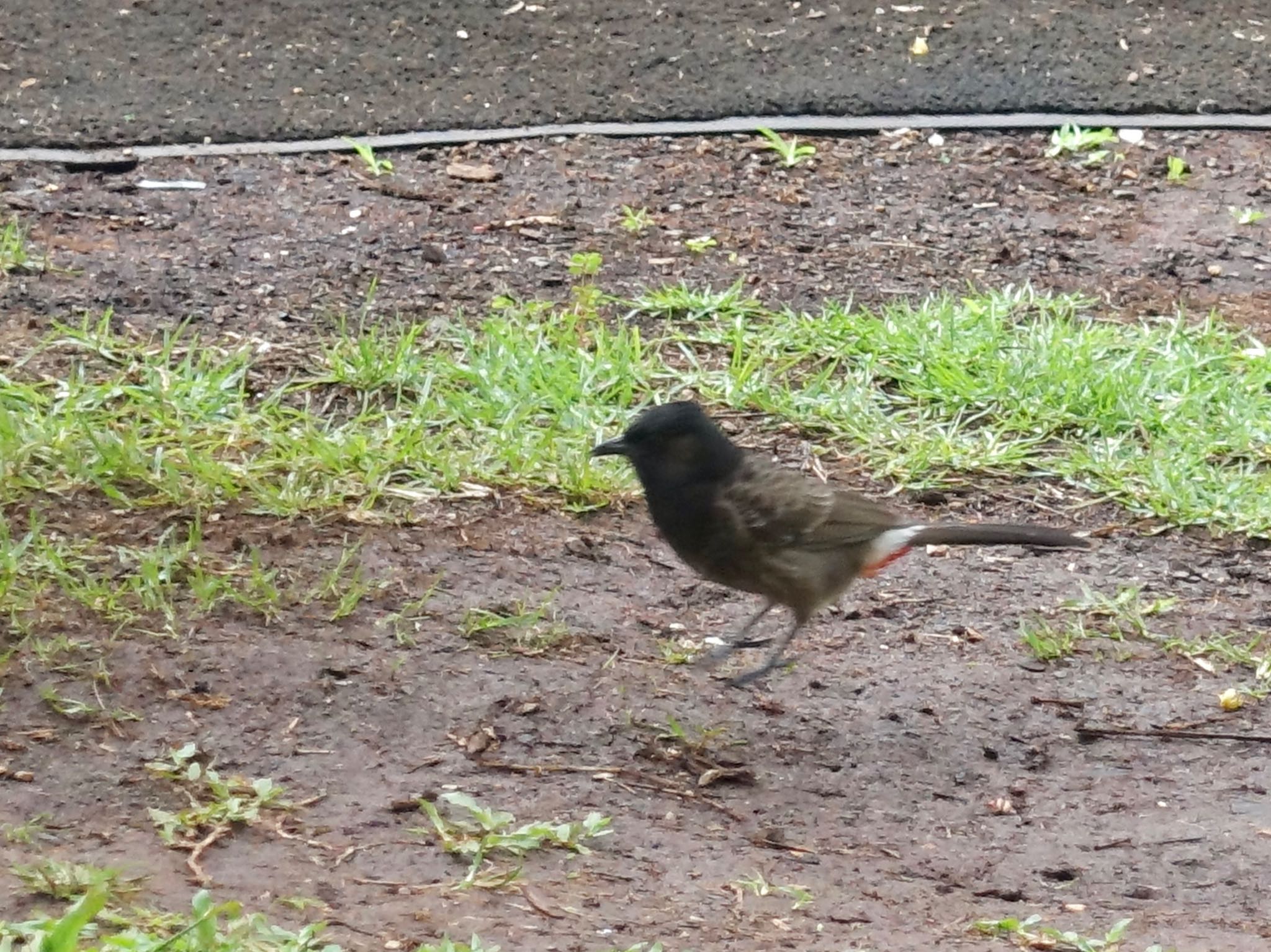 Photo of Red-vented Bulbul at ホノルル by よっしー