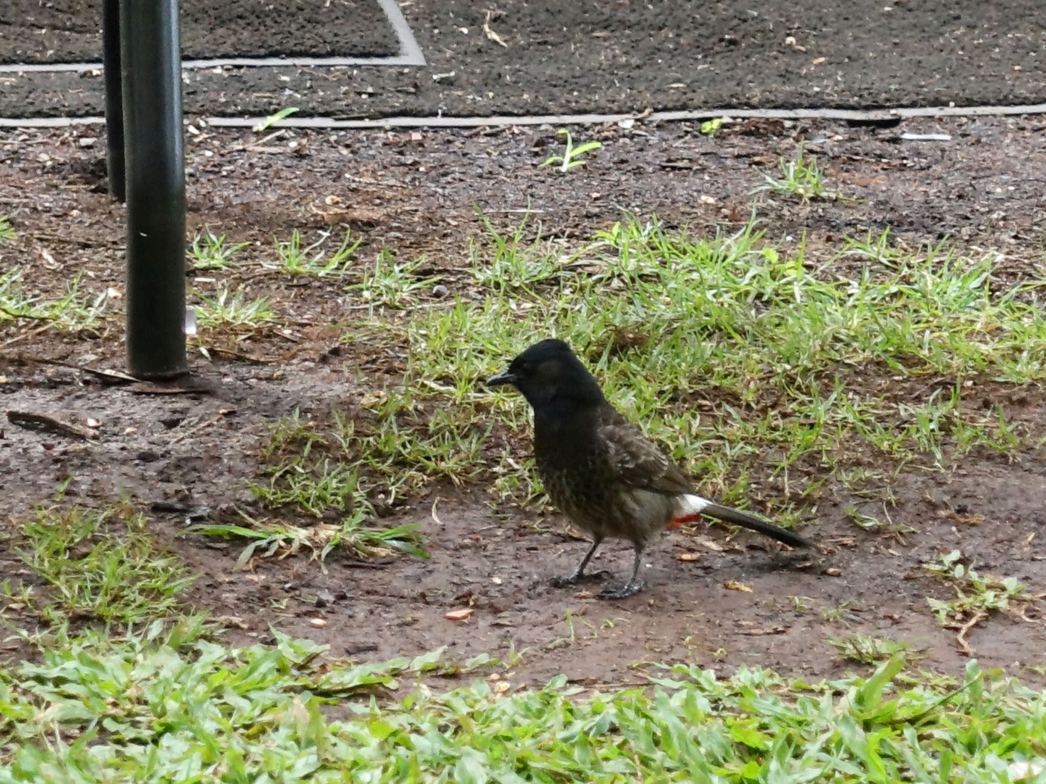 Red-vented Bulbul