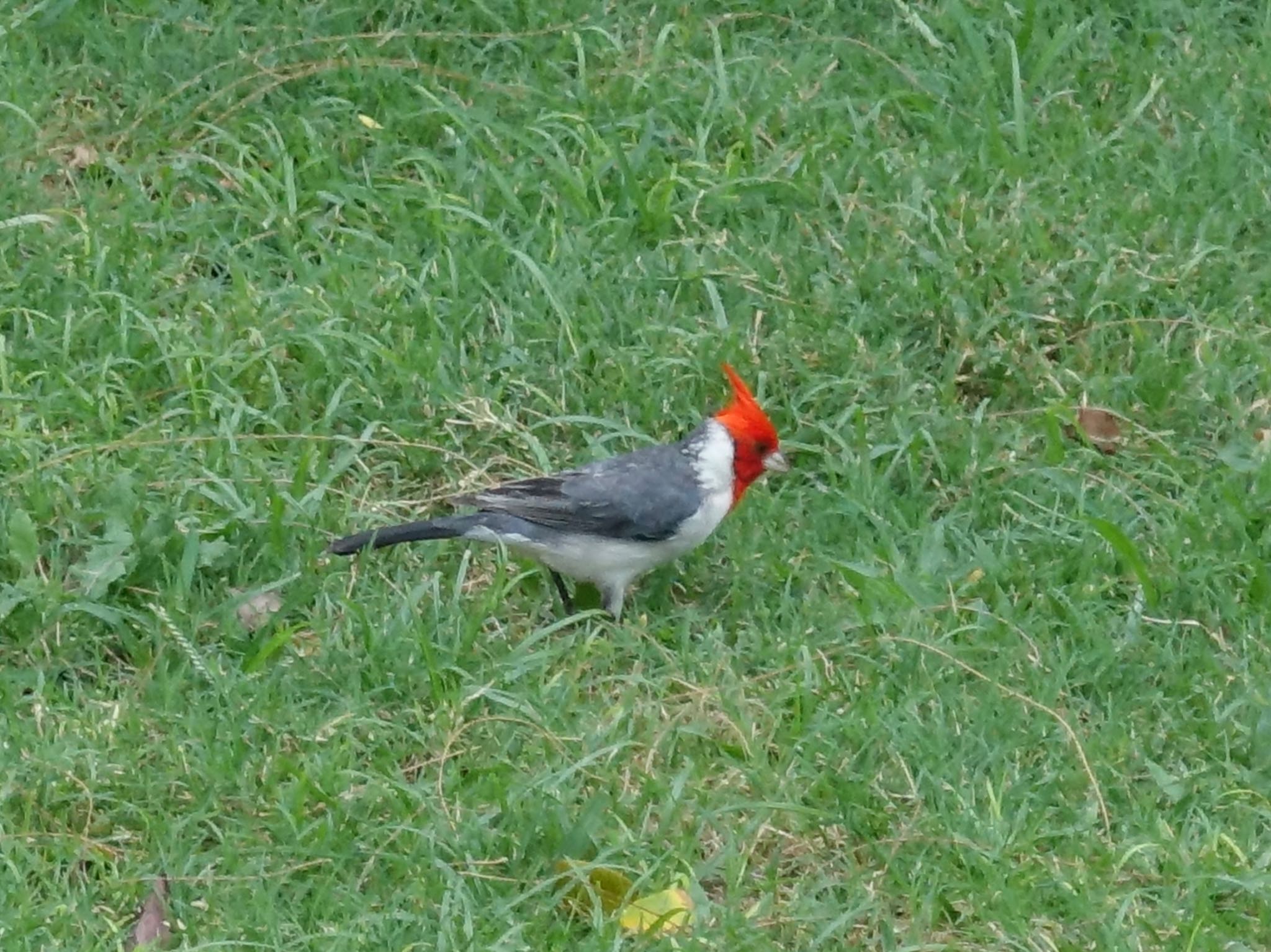 Red-crested Cardinal