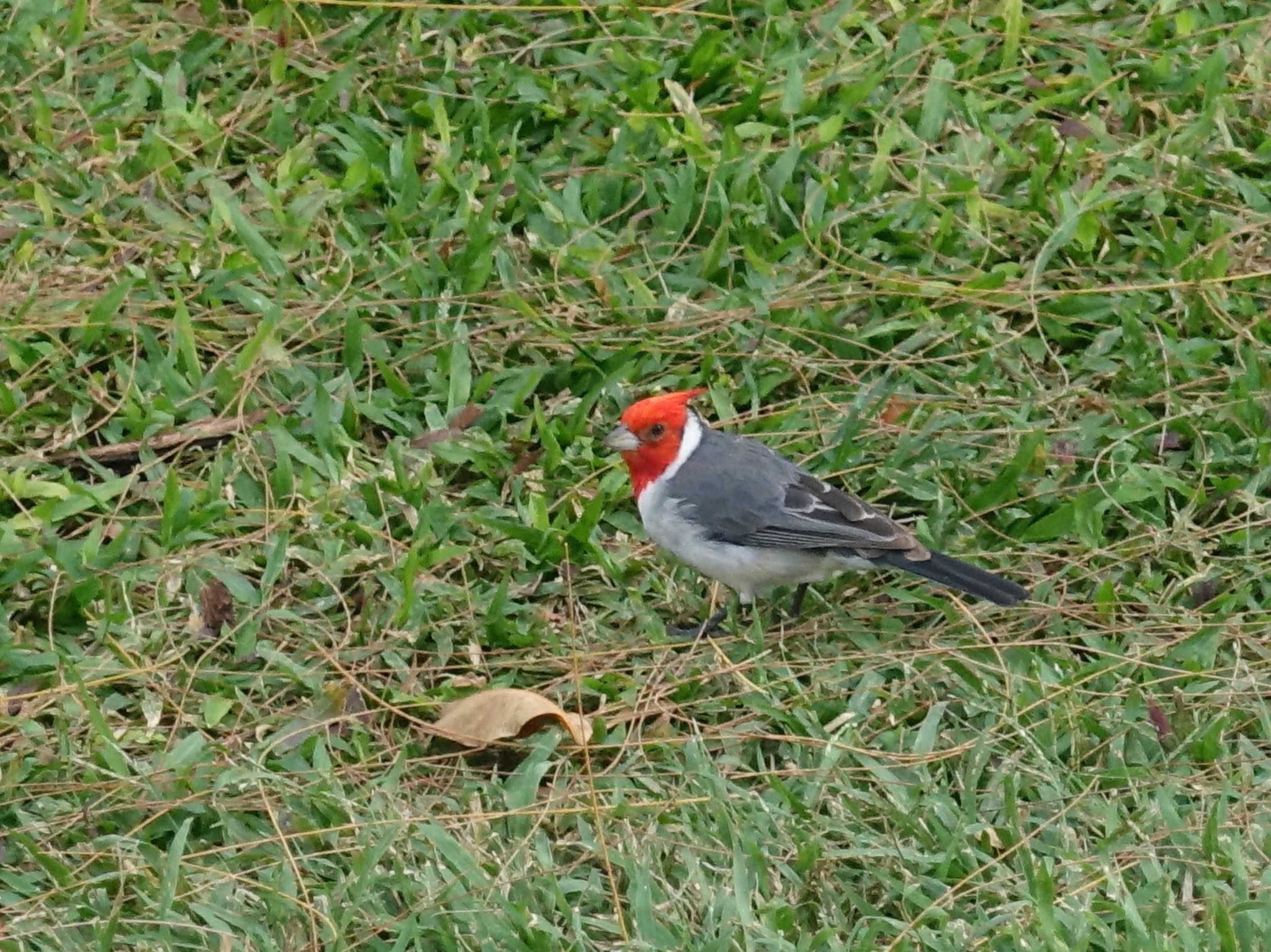 Red-crested Cardinal