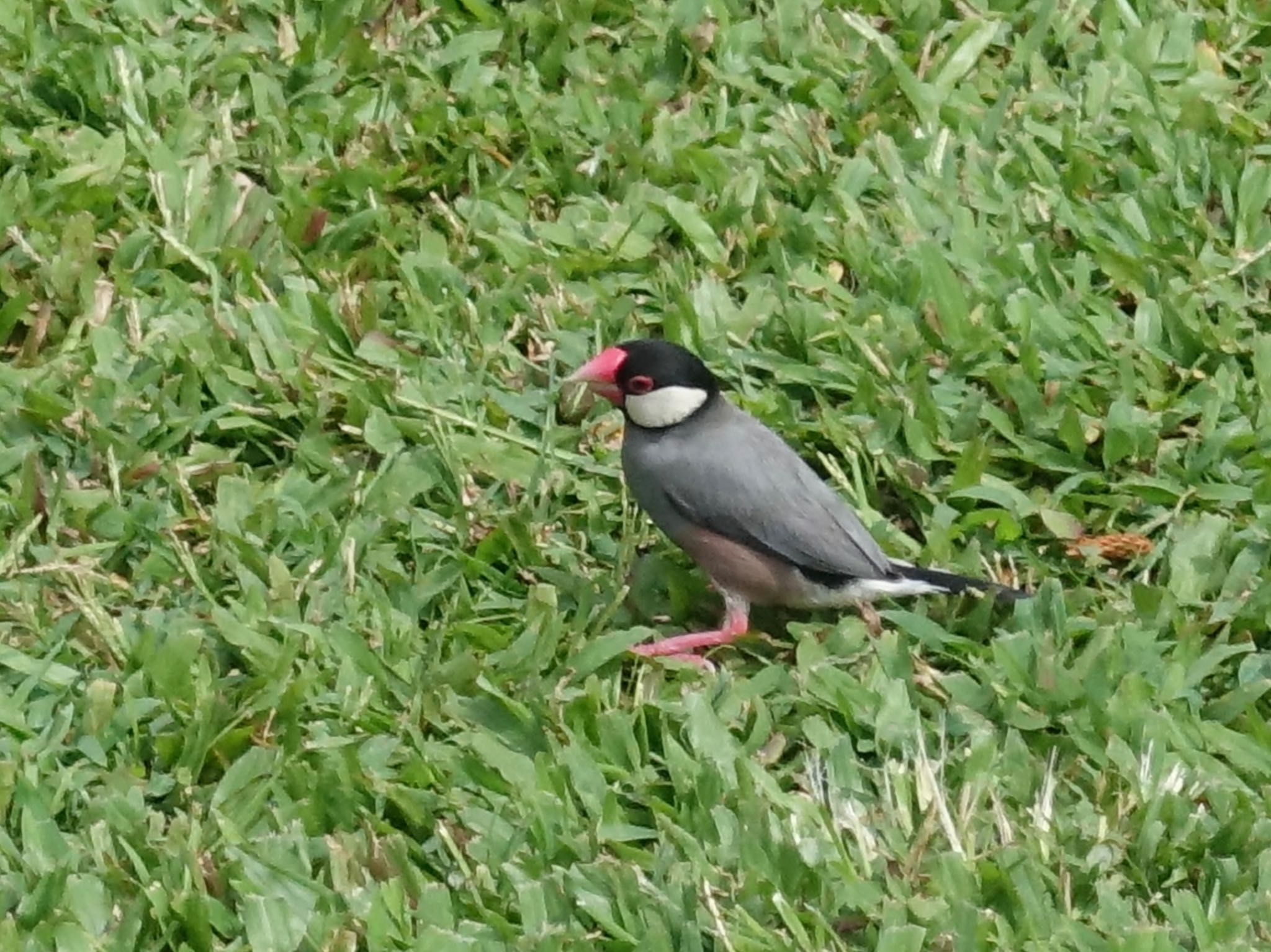 Photo of Java Sparrow at ホノルル by よっしー