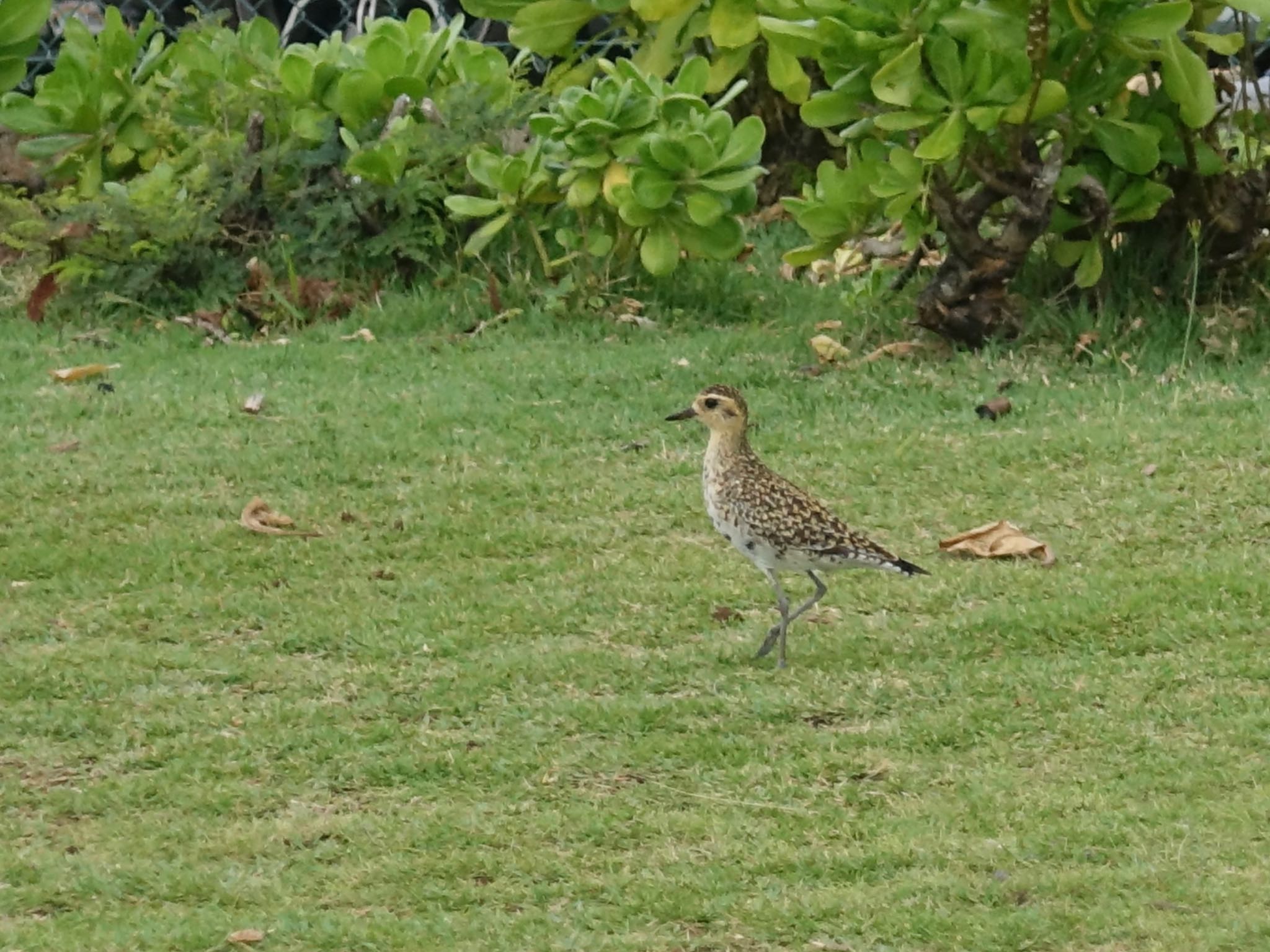 Pacific Golden Plover