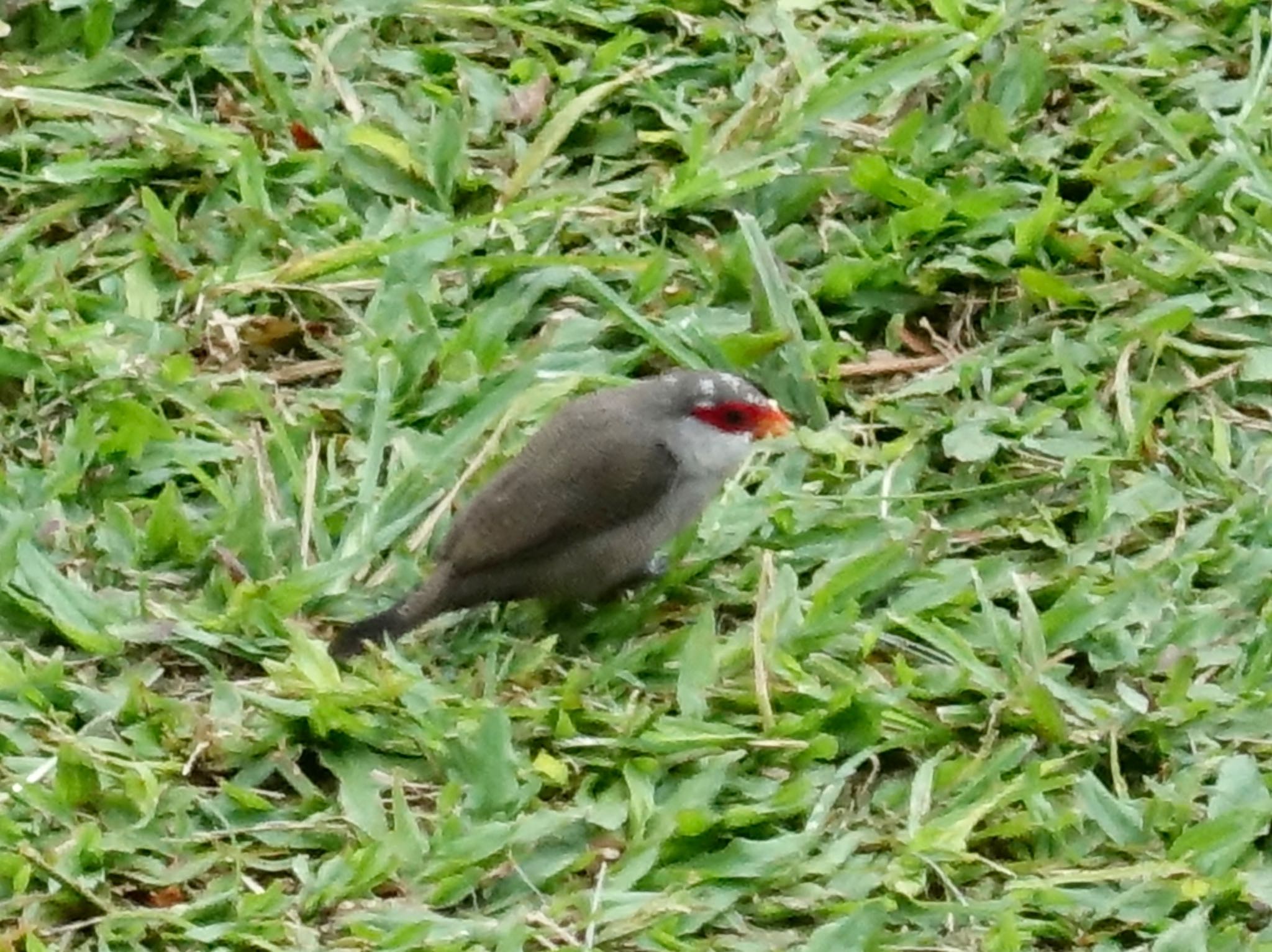 Common Waxbill