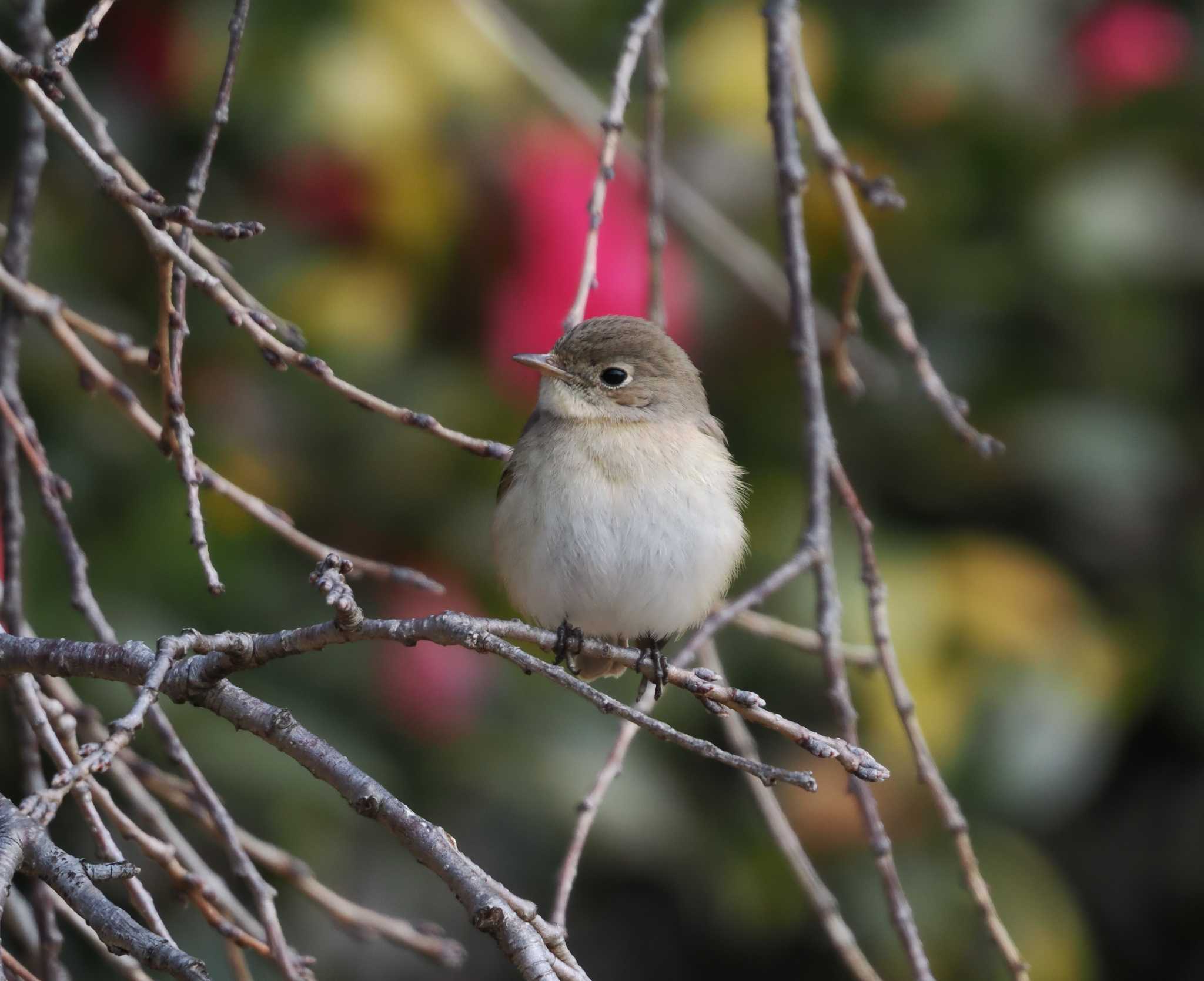 Red-breasted Flycatcher