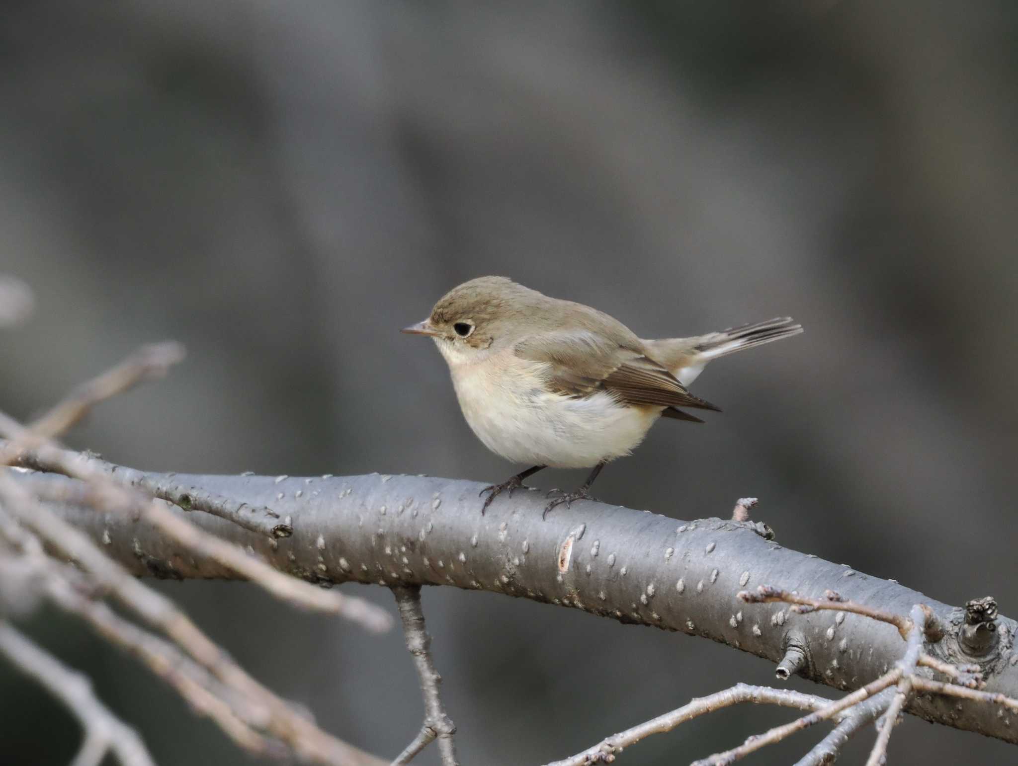 Red-breasted Flycatcher