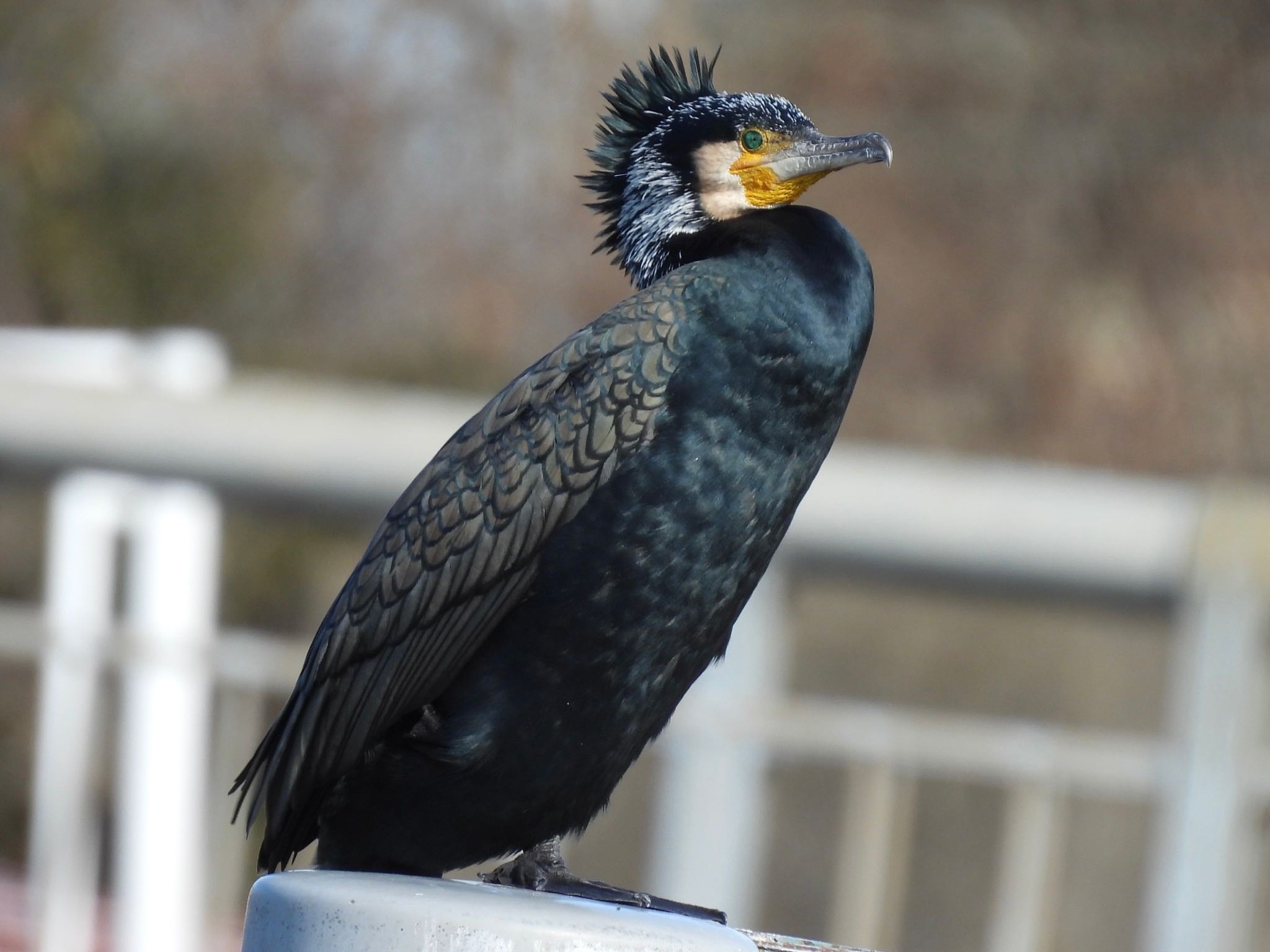 埼玉県さいたま市 カワウの写真 by ツピ太郎