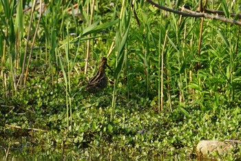 タシギ 昆陽池 2018年4月28日(土)