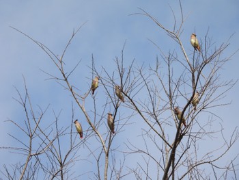 Japanese Waxwing 大室公園 Thu, 2/23/2023