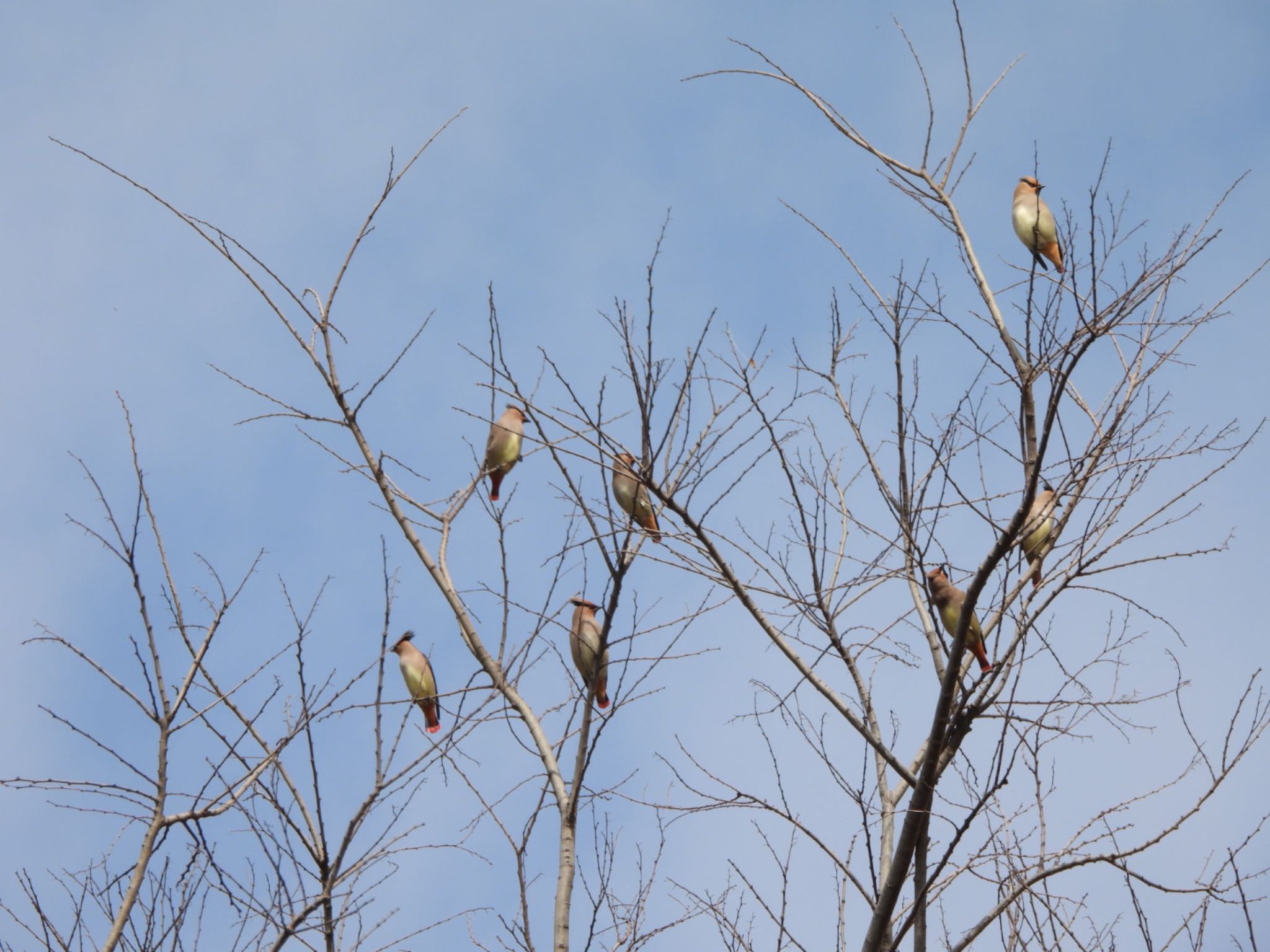 Photo of Japanese Waxwing at 大室公園 by あき