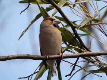 Hawfinch 大室公園 Thu, 2/23/2023