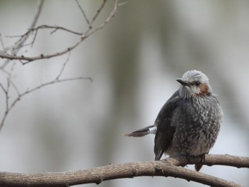 Brown-eared Bulbul 大室公園 Thu, 2/23/2023