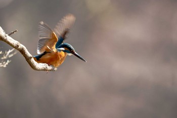 カワセミ 京都府立植物園 2023年2月25日(土)