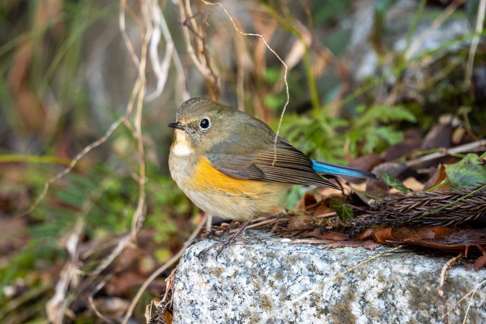 Photo of Red-flanked Bluetail at 京都府立植物園 by chez 