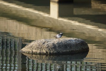 Sat, 4/28/2018 Birding report at 昆陽池
