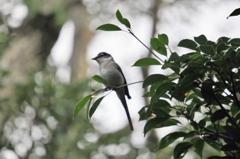 リュウキュウサンショウクイ 奄美大島 2023年2月25日(土)