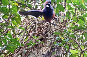 Lidth's Jay Amami Island(General) Sat, 2/25/2023