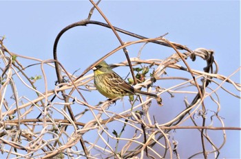 Masked Bunting 淀川河川公園 Thu, 2/23/2023