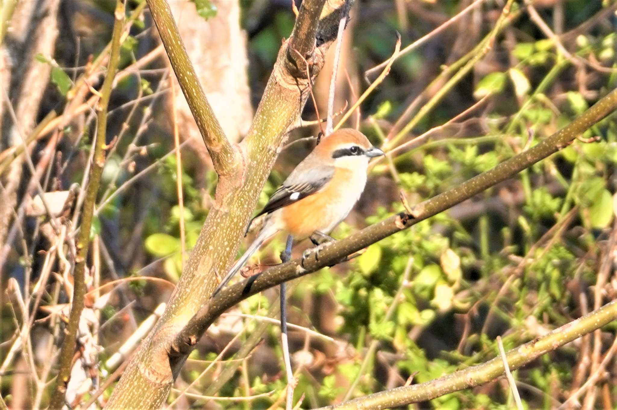 Photo of Bull-headed Shrike at 淀川河川公園 by BARD9800