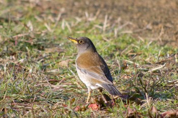 2023年2月25日(土) 松尾寺公園の野鳥観察記録