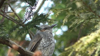 Brown-eared Bulbul Mie-ken Ueno Forest Park Sat, 2/25/2023