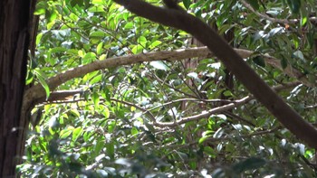 Eurasian Treecreeper 敢国神社 Sat, 2/25/2023