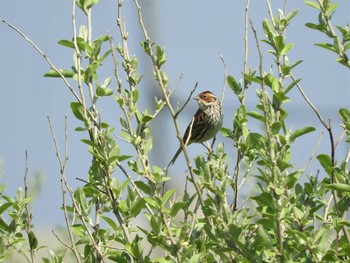 2018年4月28日(土) 舳倉島の野鳥観察記録