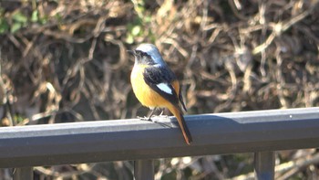 ジョウビタキ 北勢中央公園 2023年2月4日(土)