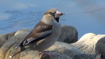 Hawfinch 北勢中央公園 Sat, 2/4/2023